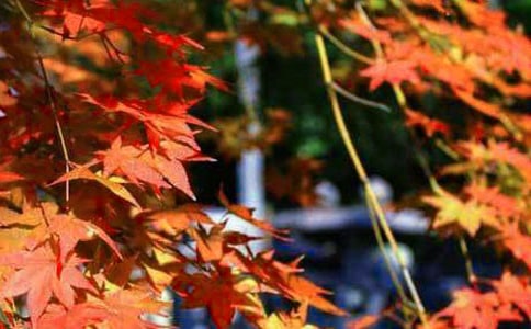 ˼Զ�ˡ���Ҷ�ƻ�������ԭ�ļ�����