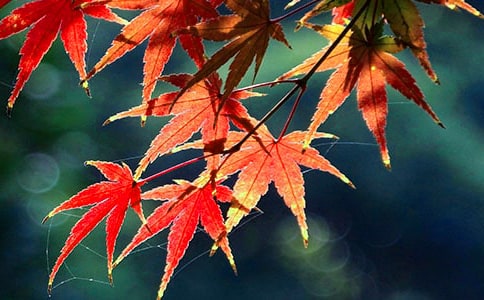 题红叶原文及赏析