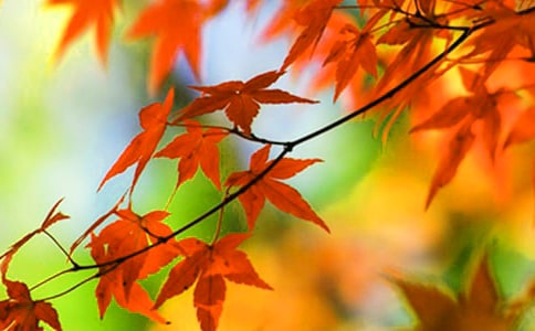 ����㡤��Ҷԭ�ļ�����