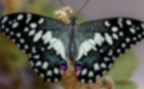 С����������ëë��̰�