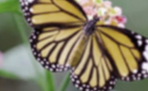 ������Ҷ�̰�