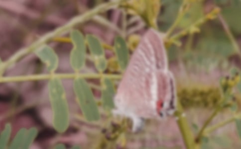 ��ֻ�������˼