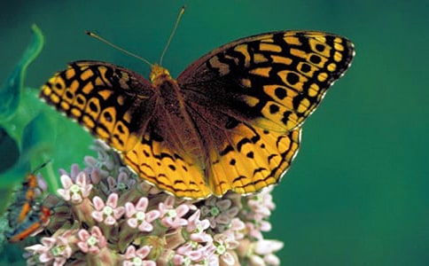 ��ֻ�����̰�15ƪ