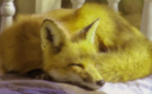 ���������ѻ���̰�����˼