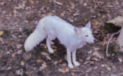 有关《狐狸和乌鸦》教案3篇