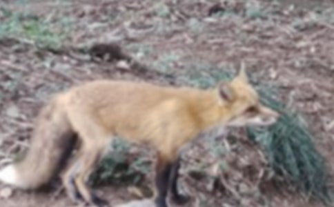 �������С���껭����̰�