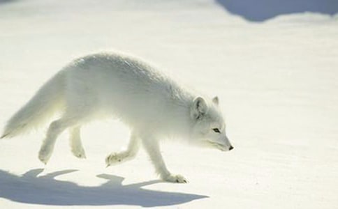 �а����Ժ����ֲ˽̰�����Ʒ10ƪ��