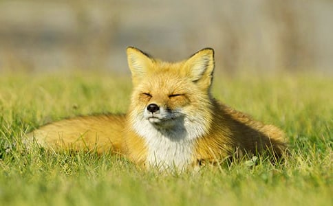 狐狸和乌鸦教案