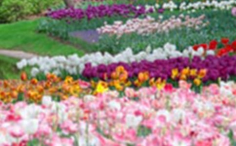 ���˵Ļ�԰���ʽ̰�