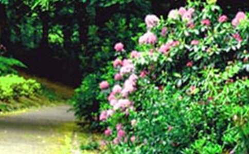 ���˵Ļ�԰�̰�