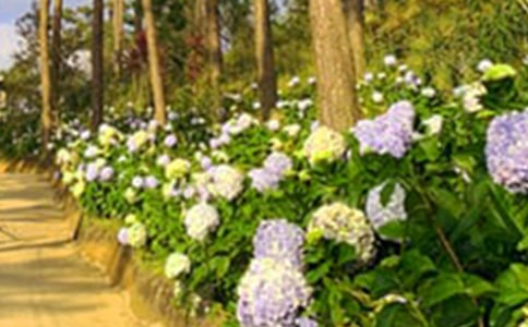 街心花园活动反思