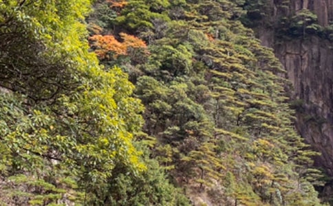 《黄山奇松》的优秀教案