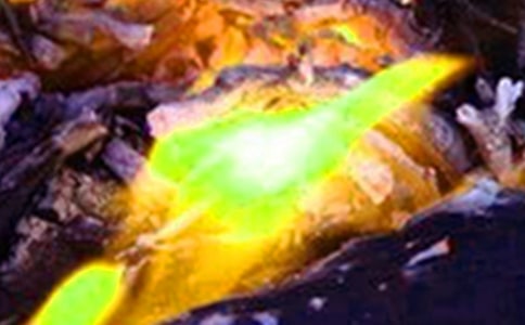 ����Ӧ��Ԥ��