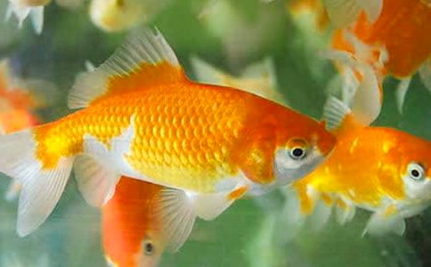 �����۵�֢״