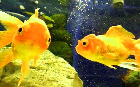 С���ѧ�̰��������Ľ���