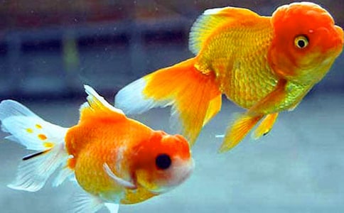 ��������̰�������