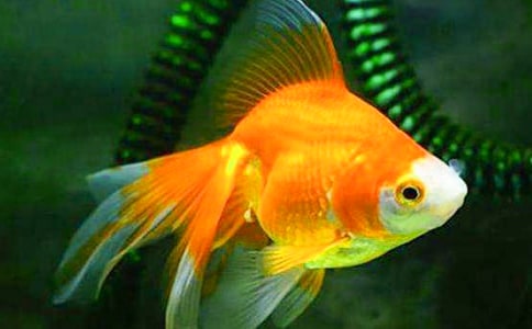 ��ɫ�Ľ���Ľ̰�