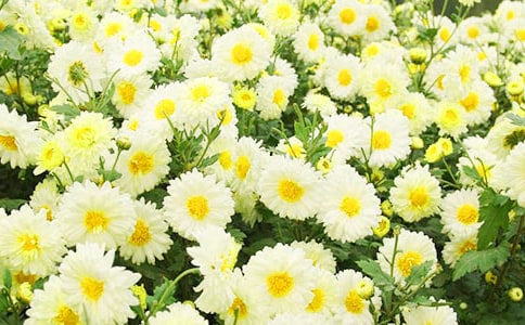 �ջ�ԭ�ļ�����