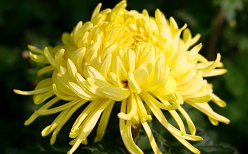 菊花原文及赏析