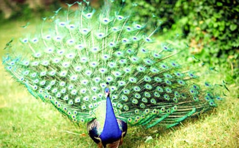 大班教案《孔雀》