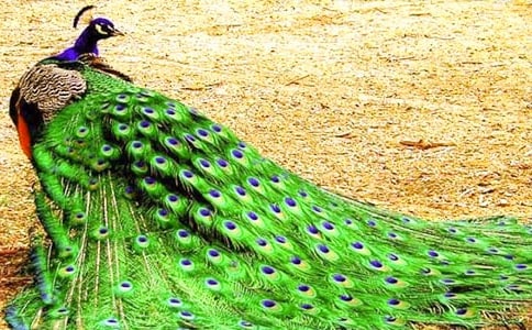 ��ѡ����ȸ���Ϸɡ��̰�4ƪ