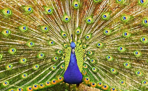 �����Ŀ�ȸ���˼