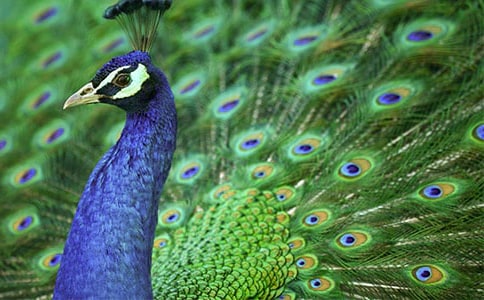 �����ȸ���������̰�15ƪ