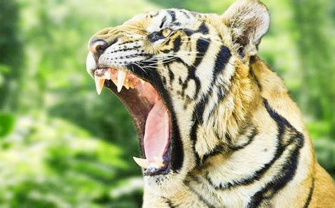 大班语言《老虎来了》教案