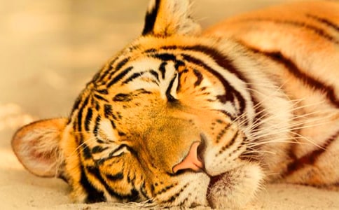 ��ֻ�ϻ����˼