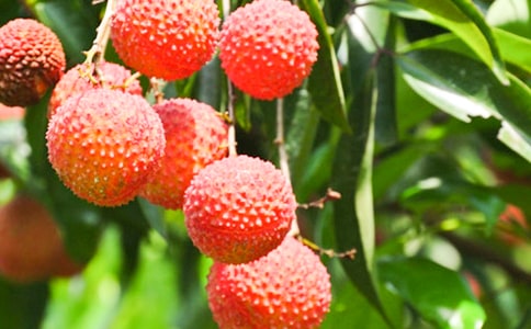 ��֦����Ҫ��