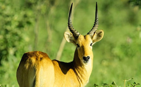 《羚羊木雕》作品赏析