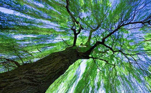 大班美术教案柳树