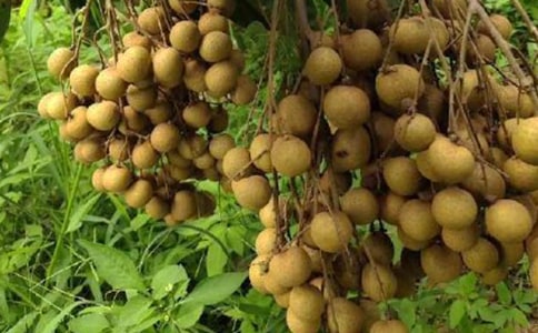 ��֦���۱�������������ʩ