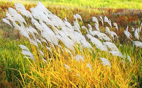 《故乡的芦苇》教案