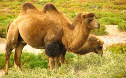 ����������̰�10ƪ