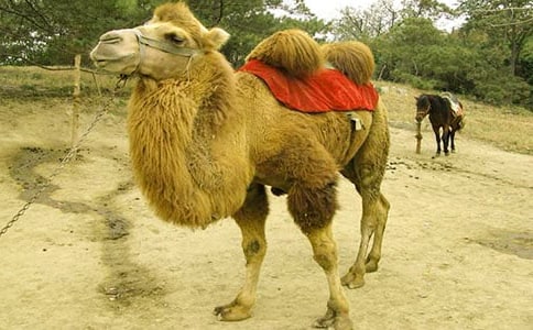 《骆驼寻宝记》教案