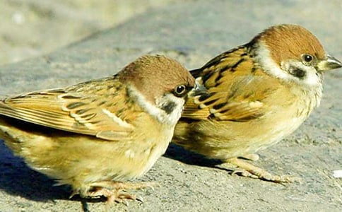 ��С��ȸ���̰� 15ƪ