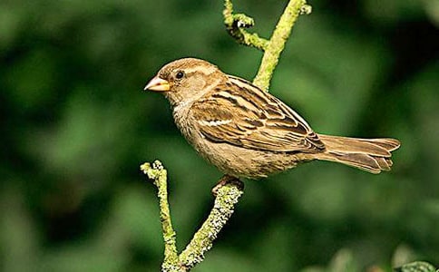 ����С��ȸ�̰���ƪ