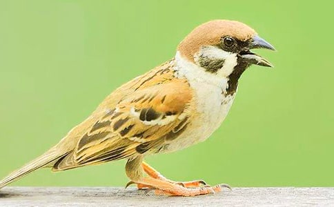 ��С��ȸ���̰�