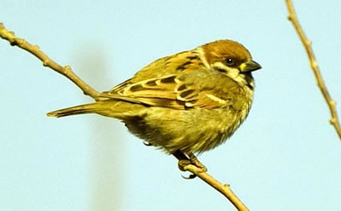 ��С��ȸ���̰�15ƪ