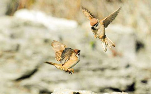 ��С��ȸ���̰����ļ���5ƪ