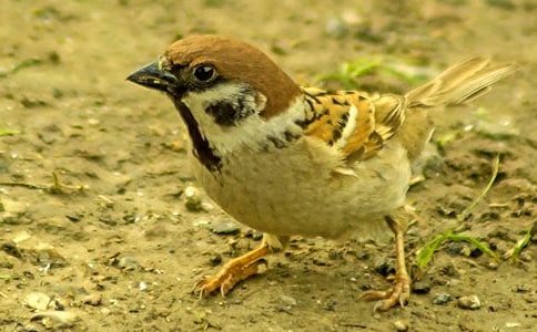 �й�С��ȸ�̰���ƪ