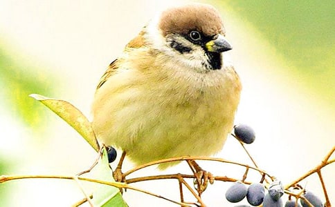 《小麻雀》教案范文