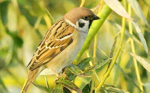 ���Ƽ�����С��ȸ���̰���ƪ