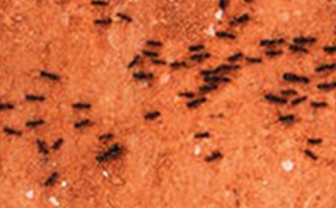 ��С���ϡ��̰�����ʮƪ