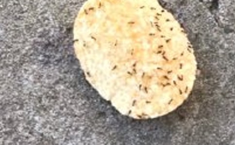 《小蚂蚁》教案集合七篇