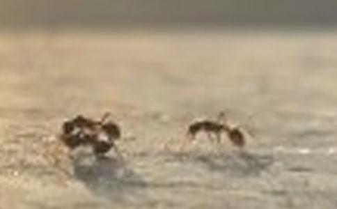 �����Ŷ��߻��˼