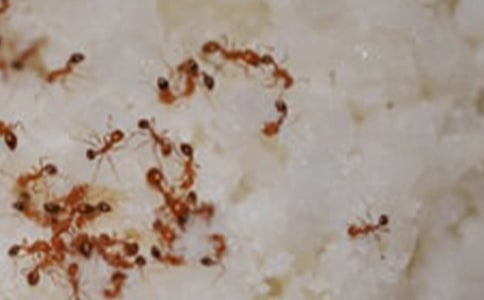 《小蚂蚁》大班教案