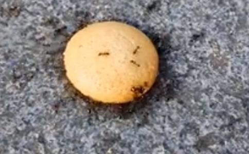 蚂蚁运粮活动反思