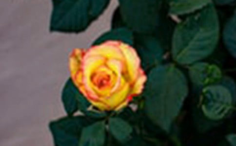 ��С¹��õ�廨���̰�����